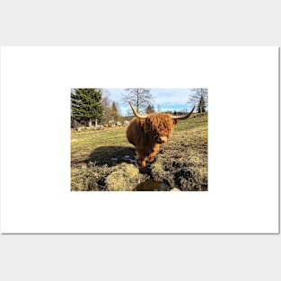 Scottish Highland Cattle Cow 2376 Posters and Art